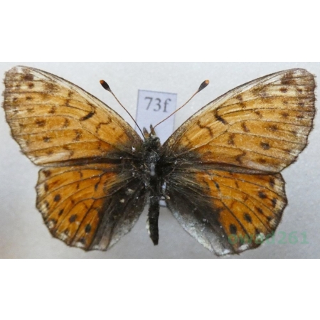 Boloria sipora (Moore, 1875) Kazachstan73f